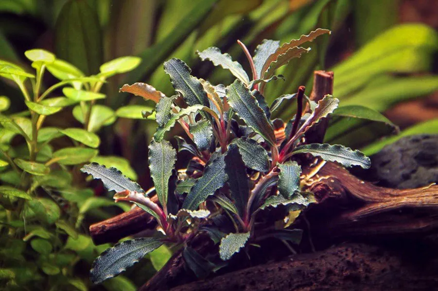 Dennerle Bucephalandra sp. Red Scorpio (Pot)