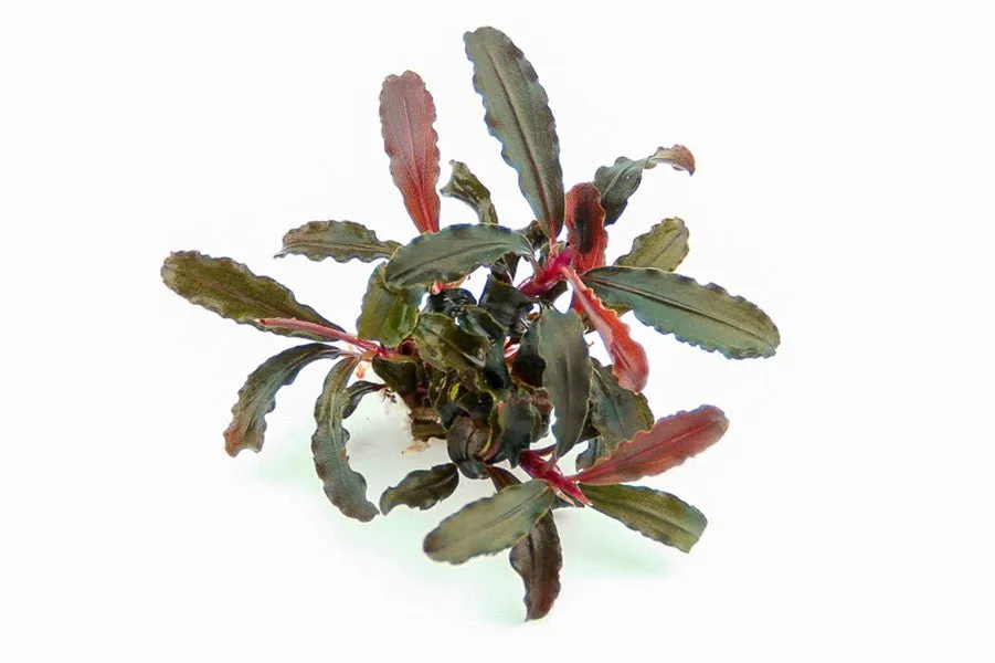 Dennerle Bucephalandra sp. Red Scorpio (Pot)