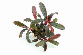 Dennerle Bucephalandra sp. Red Scorpio (Pot)